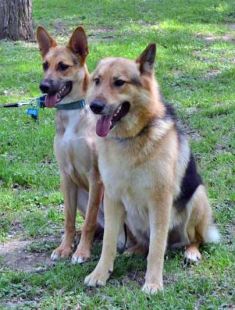 Kyle, a black and tan german shepherd