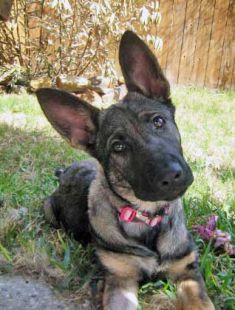 Lanie, a black and tan german shepherd puppy