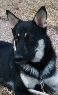 Leo, a black and tan german shepherd