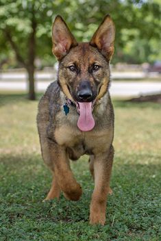 Lucy Liu, a sable german shepherd puppy