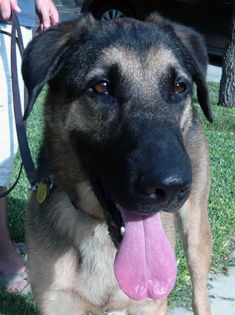 Luke, a black and tan German Shepherd and Great Dane mix