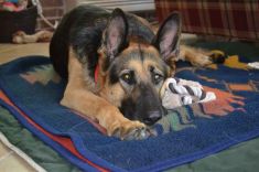 Maxine, a black and tan shepherd