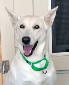 Natasha, a white german shepherd