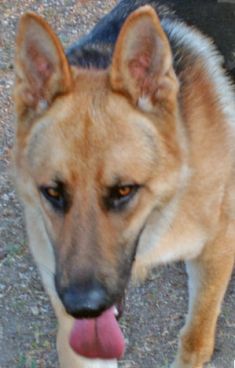 Bosco, a tan and black german shepherd