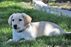 Paisley, a tan and cream lab/shepherd mix puppy