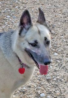 Perri, a black and tan german shepherd