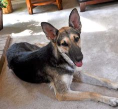 Phoenix, a black and tan shepherd