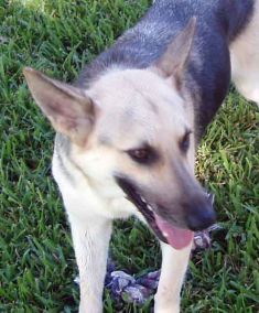 Piper, a black and tan german shepherd