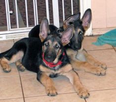 2 German shepherd puppies