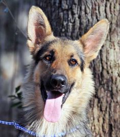 Ranger, a black and tan german shepherd