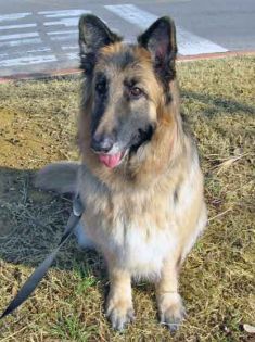 Ripley, a long-haired black and tan german shepherd