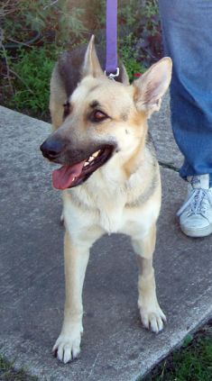 Roxy, a black and tan german shepherd