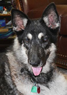 Schatzie, a black and cream german shepherd with a cream mask