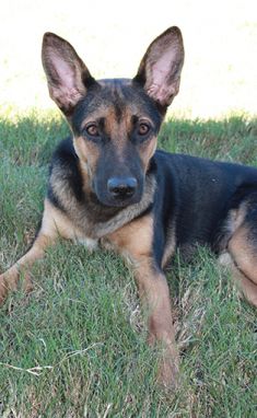Stormy, a black and tan shepherd