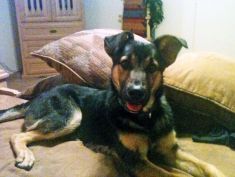 Tebow, a black and tan german shepherd