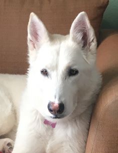 Grace, a white german shepherd