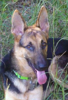 Lola, a black and tan german shepherd