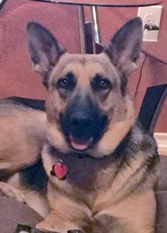 Molly, a black and tan german shepherd