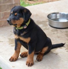 Black and tan puppy