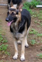 AJ, a black and tan shepherd