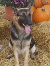 AJ, a black and tan shepherd