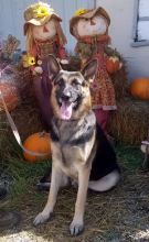 AJ, a black and tan shepherd with scarecrows