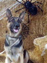 AJ, a black and tan shepherd with giant spider