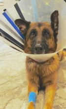 Austin, a black and tan german shepherd wearing a cone