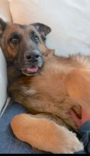 Austin, a black and tan german shepherd