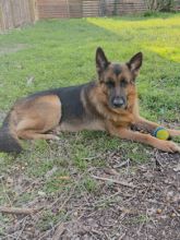 Austin, a black and tan german shepherd