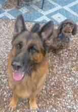 Austin, a black and tan german shepherd