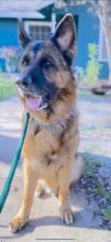 Austin, a black and tan german shepherd