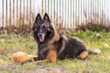 Allie, a black and tan Tervuren Belgian Shepherd