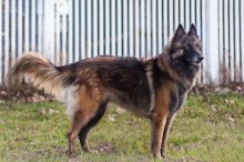 Allie, a black and tan Tervuren Belgian Shepherd