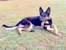 Alvin, a black and tan german shepherd