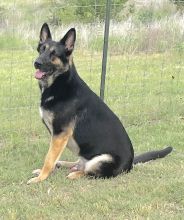 Alvin, a black and tan german shepherd