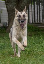 America, a running cream and black german shepherd