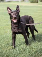 Amy, a cute black german shepherd