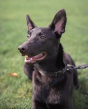 Amy, a cute black german shepherd