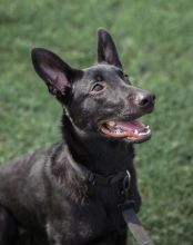 Amy, a cute black german shepherd