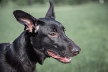 Amy, a cute black german shepherd