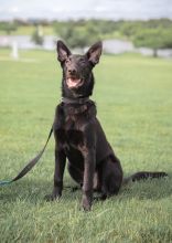 Amy, a cute black german shepherd