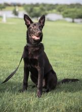 Amy, a cute black german shepherd