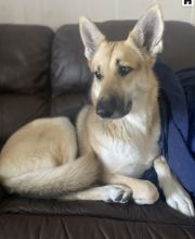 Angie, a blonde, brown and black german shepherd