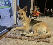 Angie, a blonde, brown and black german shepherd