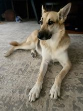 Angie, a blonde, brown and black german shepherd