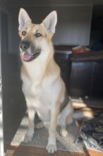 Angie, a blonde, brown and black german shepherd