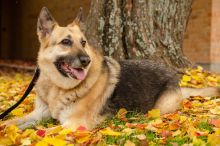 Angie, a black and tan german shepherd