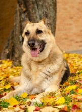 Angie, a black and tan german shepherd