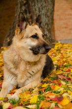 Angie, a black and tan german shepherd